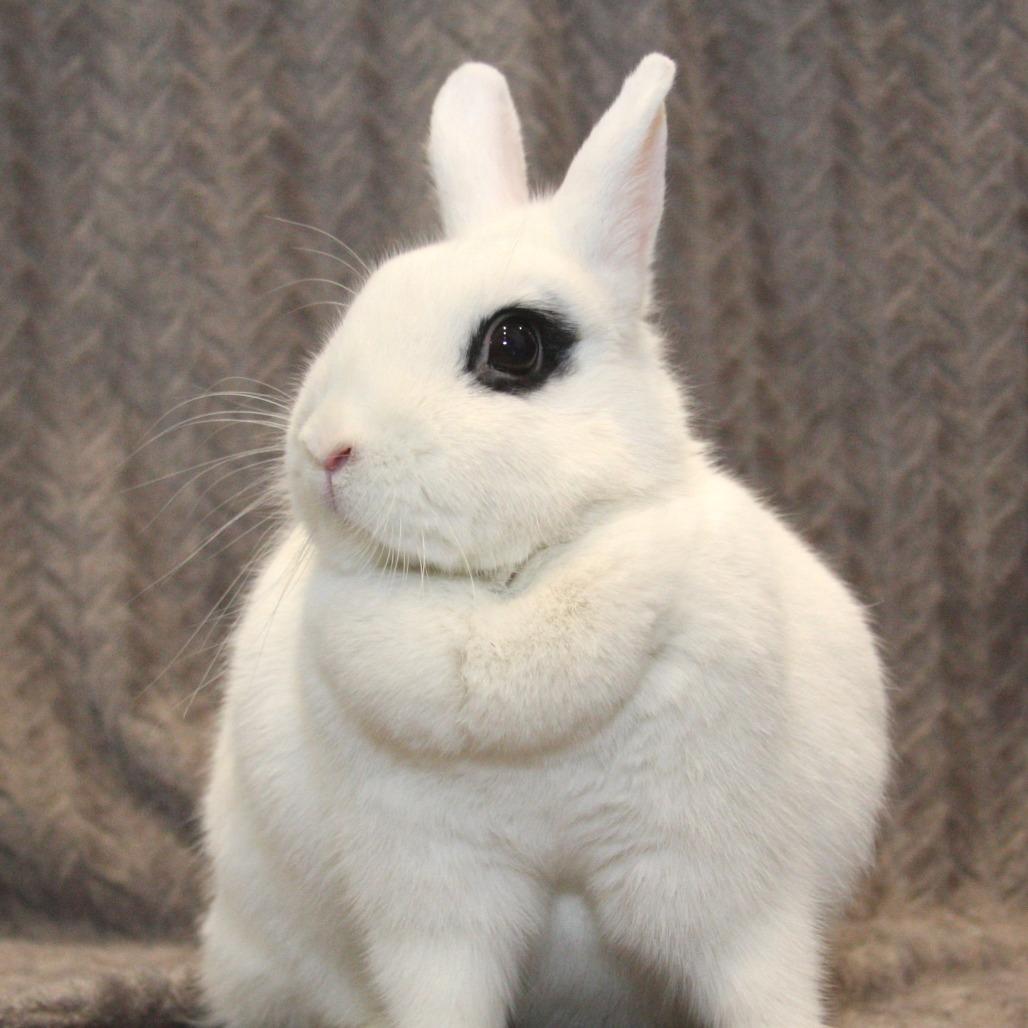 Enlarge Zara, a Adoptable Hotot in Allentown, PA image 3/4