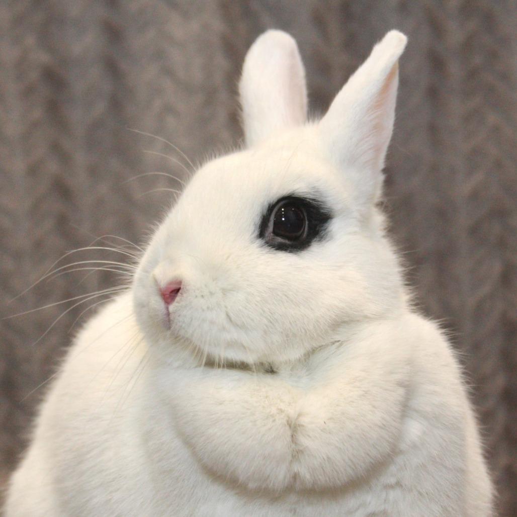 Enlarge Zara, a Adoptable Hotot in Allentown, PA image 4/4