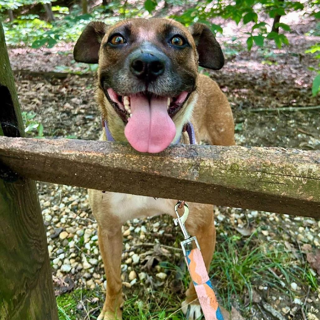 Tilly, a Adoptable Mixed Breed in Fredericksburg, VA image 1/5