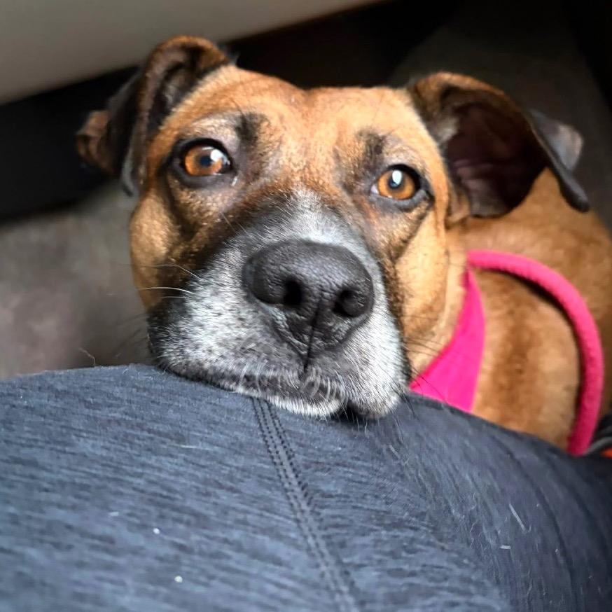 Tilly, Adoptable, Adult Female Mixed Breed.