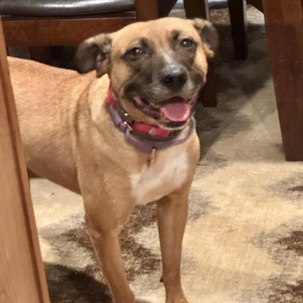 Tilly, Adoptable, Adult Female Mixed Breed.