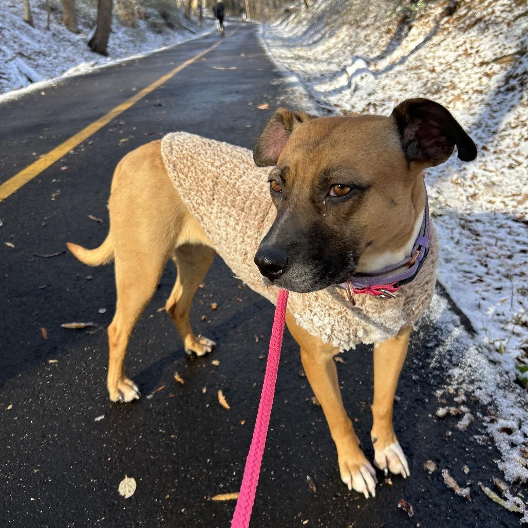 Enlarge Tilly, a Adoptable Mixed Breed in Fredericksburg, VA image 1/5