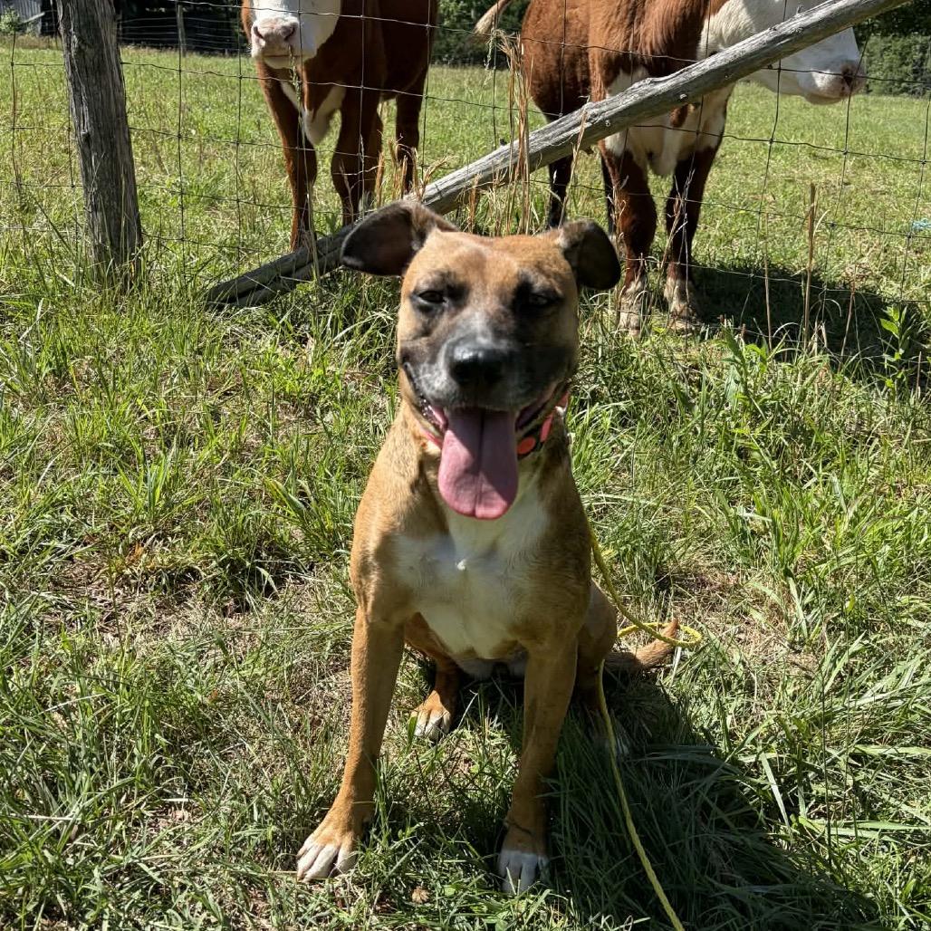 Tilly, a Adoptable Mixed Breed in Fredericksburg, VA image 1/5