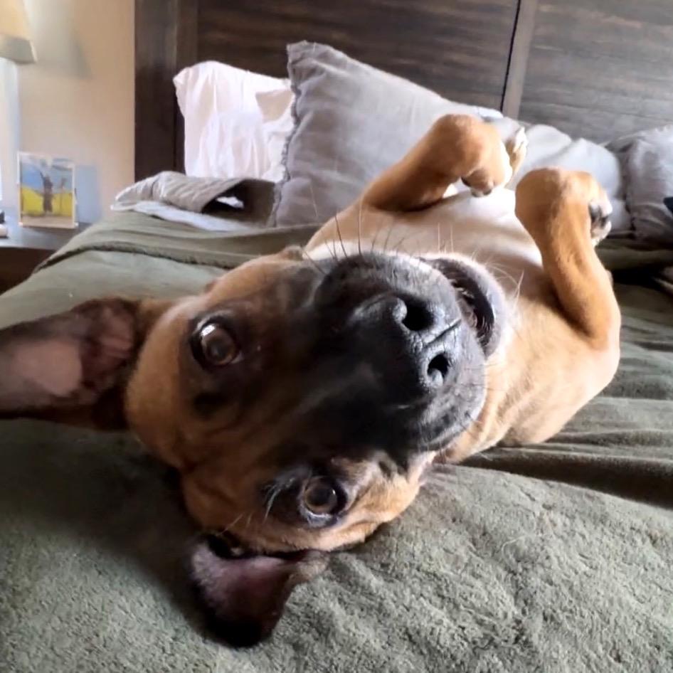 Tilly, Adoptable, Adult Female Mixed Breed.