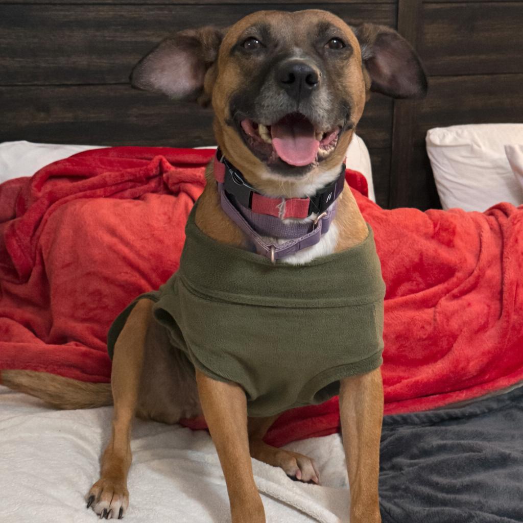 Enlarge Tilly, a Adoptable Mixed Breed in Fredericksburg, VA image 2/6