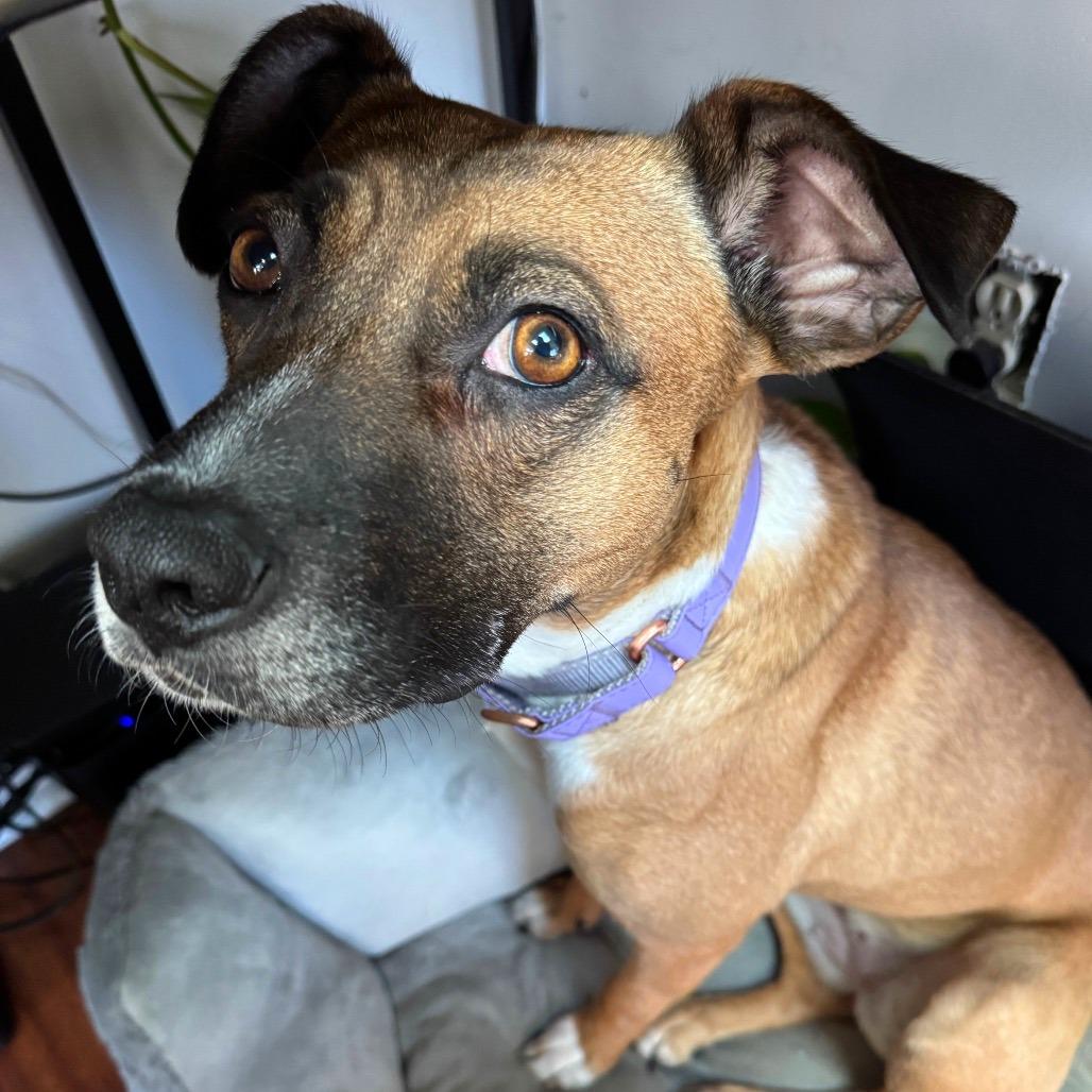 Enlarge Tilly, a Adoptable Mixed Breed in Fredericksburg, VA image 2/6