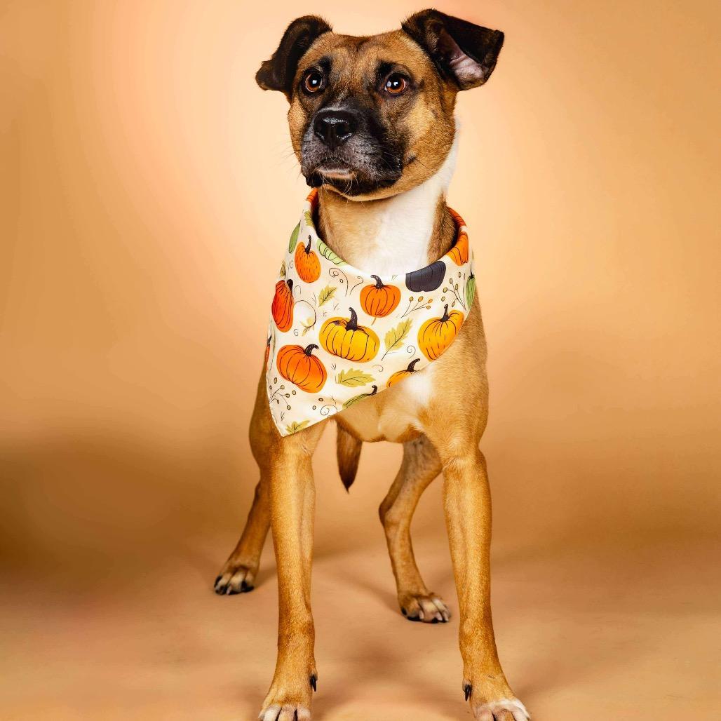 Tilly, Adoptable, Adult Female Mixed Breed.