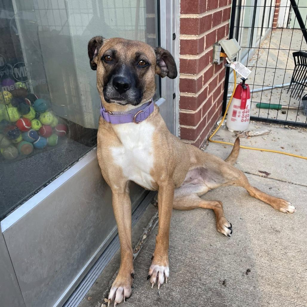 Tilly, Adoptable, Adult Female Mixed Breed.