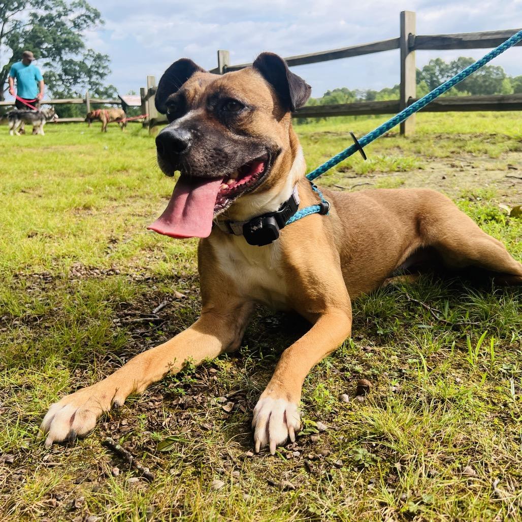 Enlarge Tilly, a Adoptable Mixed Breed in Fredericksburg, VA image 3/5