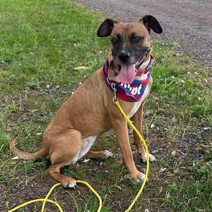 Enlarge Tilly, a Adoptable Mixed Breed in Fredericksburg, VA image 3/6