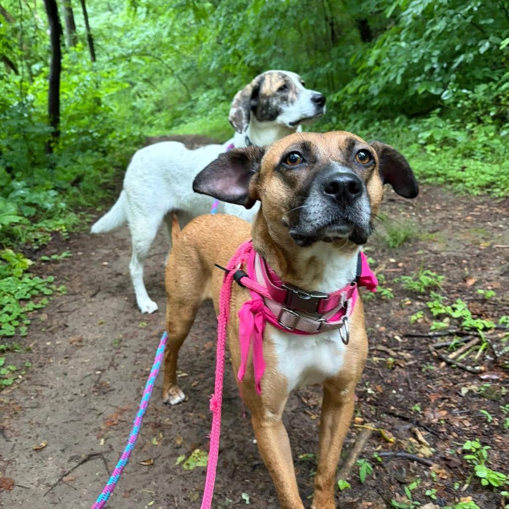 Tilly, a Adoptable Mixed Breed in Fredericksburg, VA image 2/5