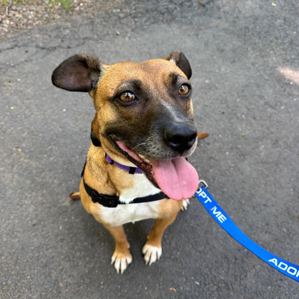 Tilly, Adoptable, Adult Female Mixed Breed.