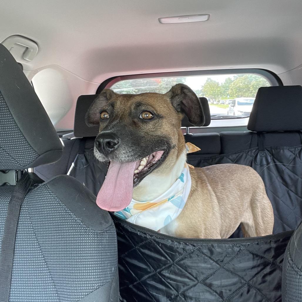 Enlarge Tilly, a Adoptable Mixed Breed in Fredericksburg, VA image 3/5