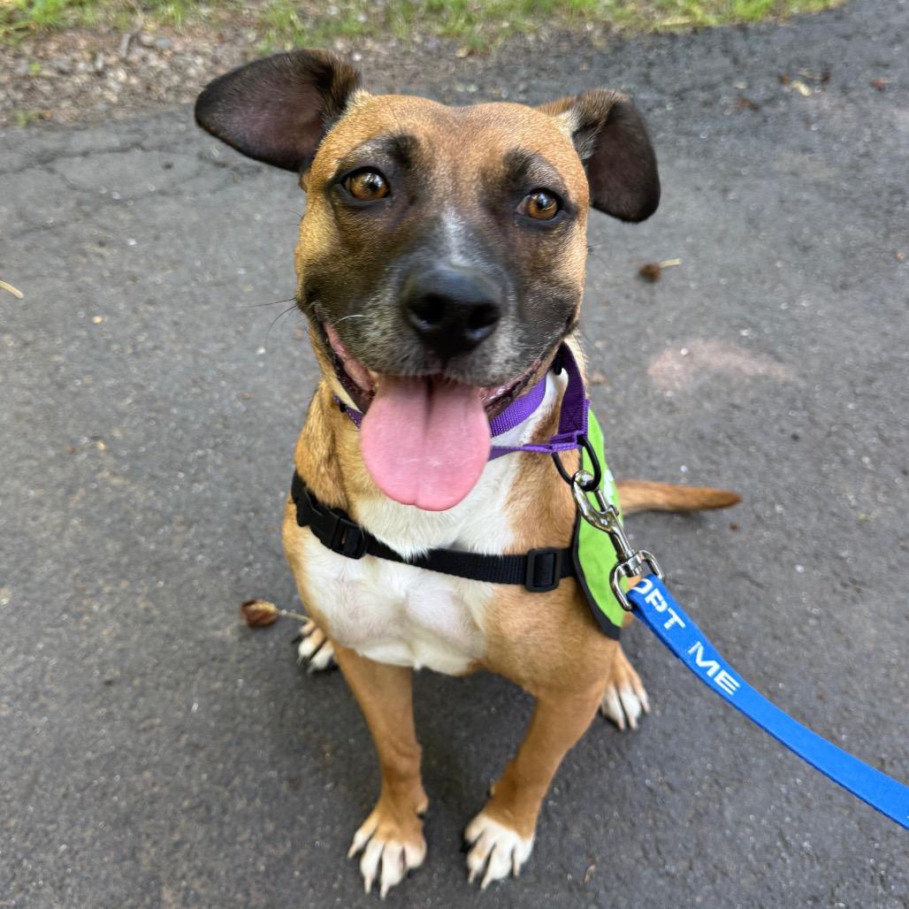 Tilly, a Adoptable Mixed Breed in Fredericksburg, VA image 3/5