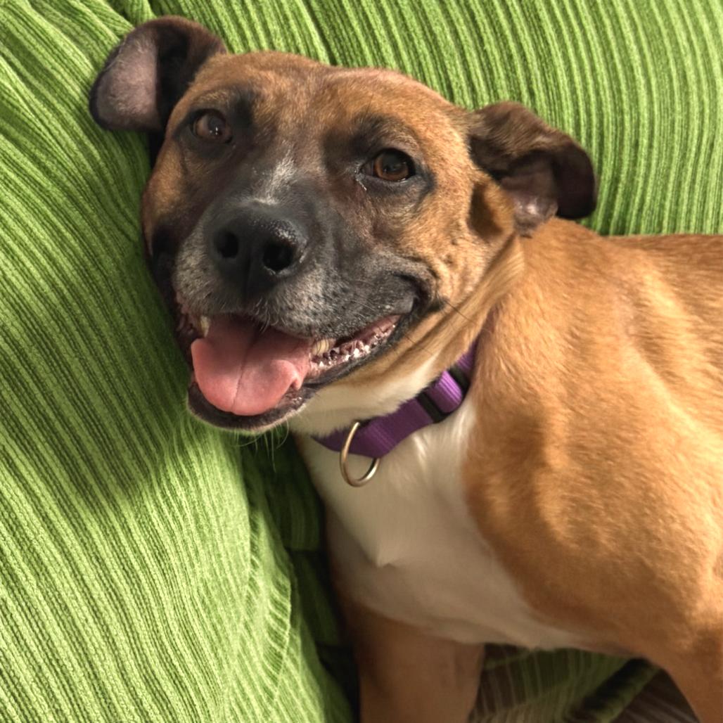 Tilly, a Adoptable Mixed Breed in Fredericksburg, VA image 2/5