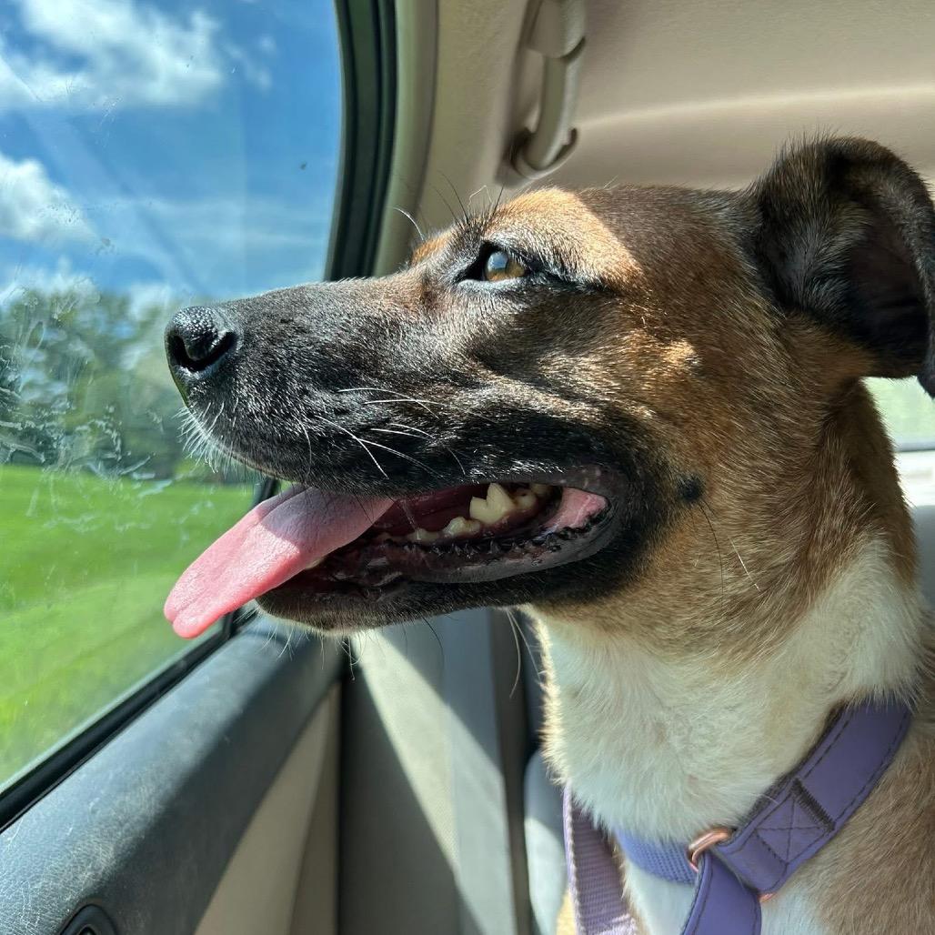 Tilly, a Adoptable Mixed Breed in Fredericksburg, VA image 3/5