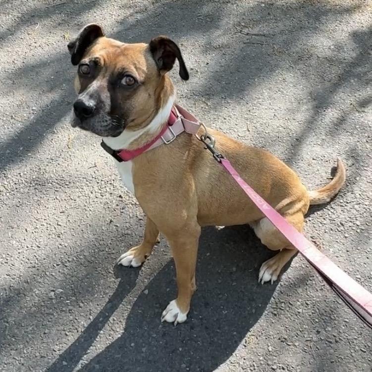 Enlarge Tilly, a Adoptable Mixed Breed in Fredericksburg, VA image 5/6