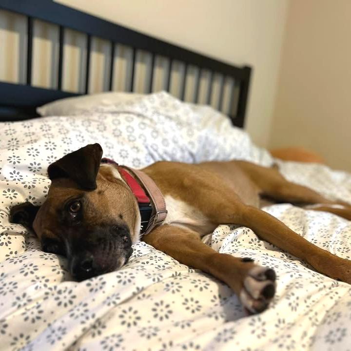 Enlarge Tilly, a Adoptable Mixed Breed in Fredericksburg, VA image 4/6