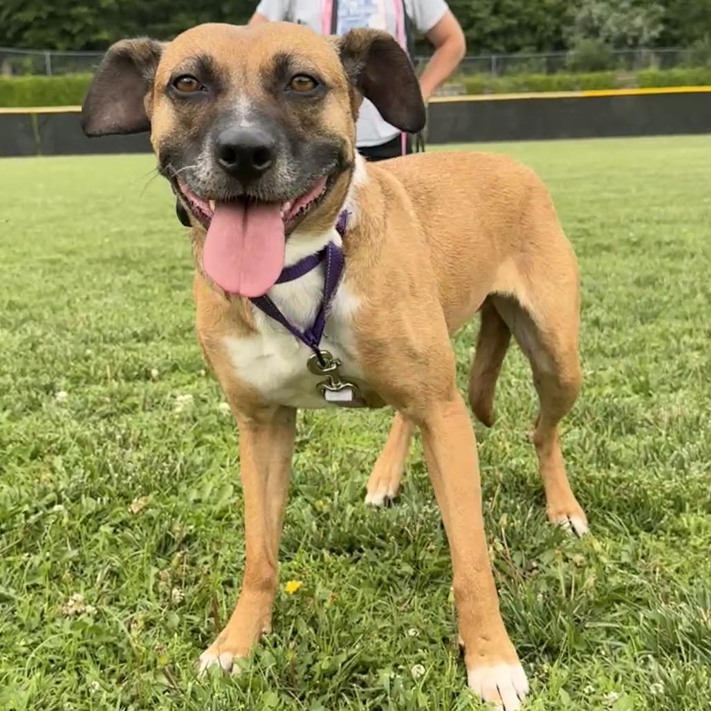 Enlarge Tilly, a Adoptable Mixed Breed in Fredericksburg, VA image 3/4