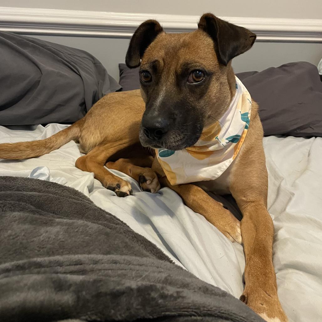 Enlarge Tilly, a Adoptable Mixed Breed in Fredericksburg, VA image 5/5