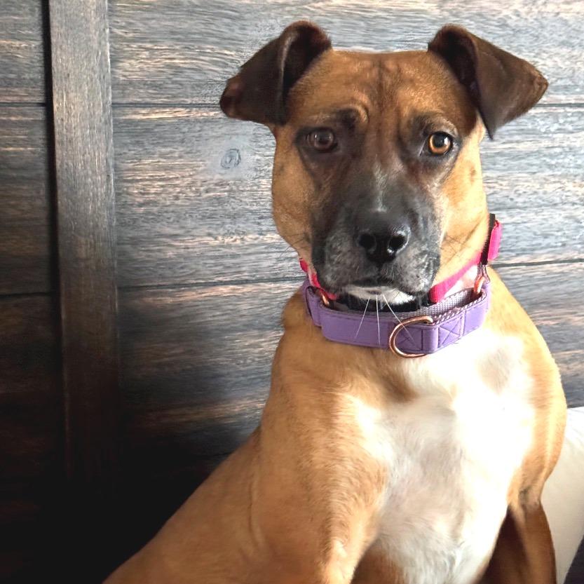 Enlarge Tilly, a Adoptable Mixed Breed in Fredericksburg, VA image 5/6