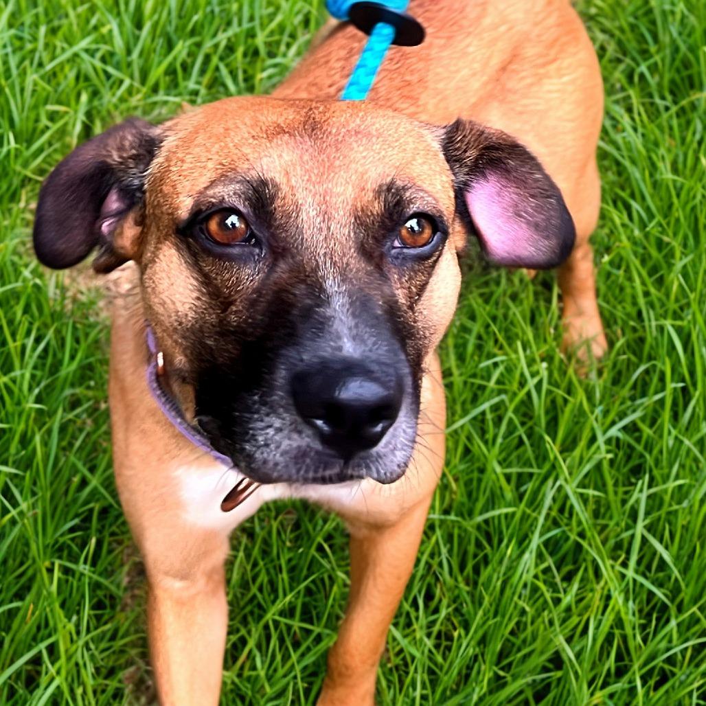 Tilly, a Adoptable Mixed Breed in Fredericksburg, VA image 4/5