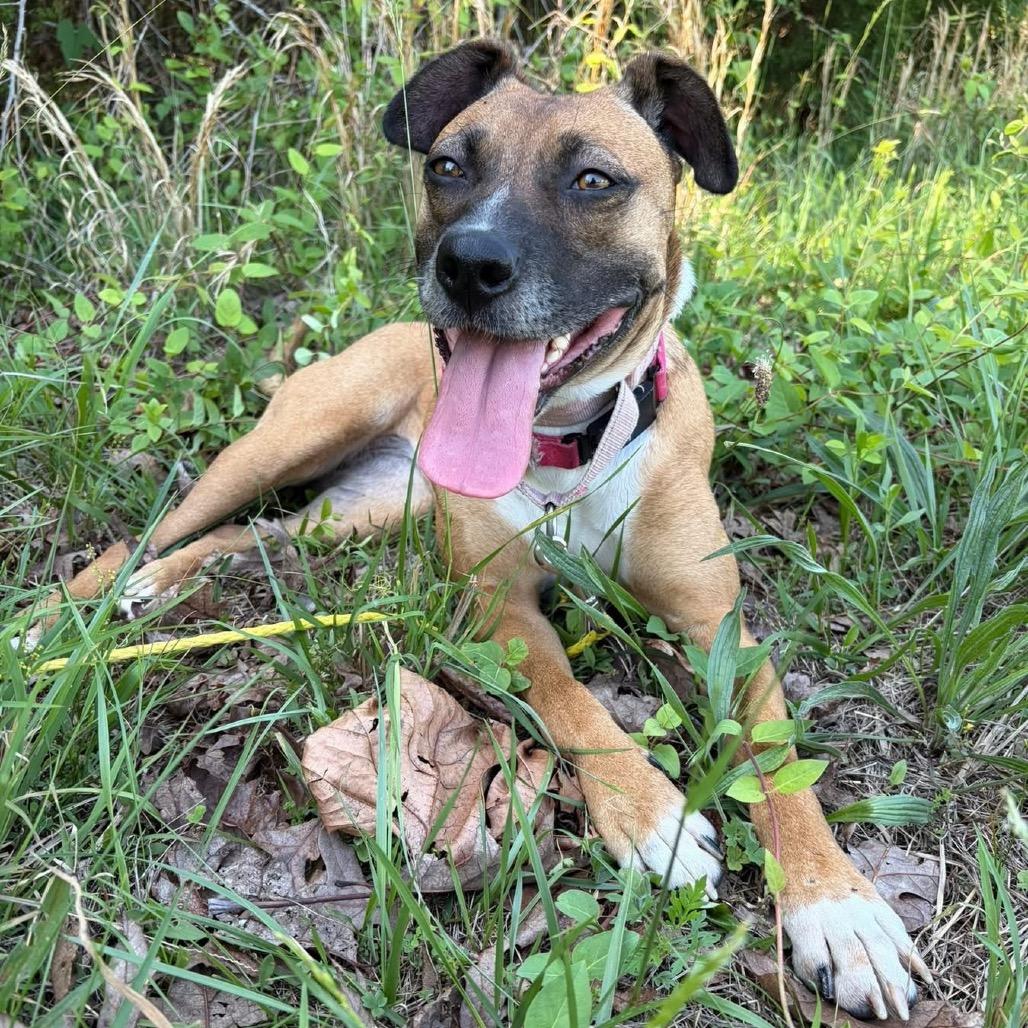 Tilly, a Adoptable Mixed Breed in Fredericksburg, VA image 4/5