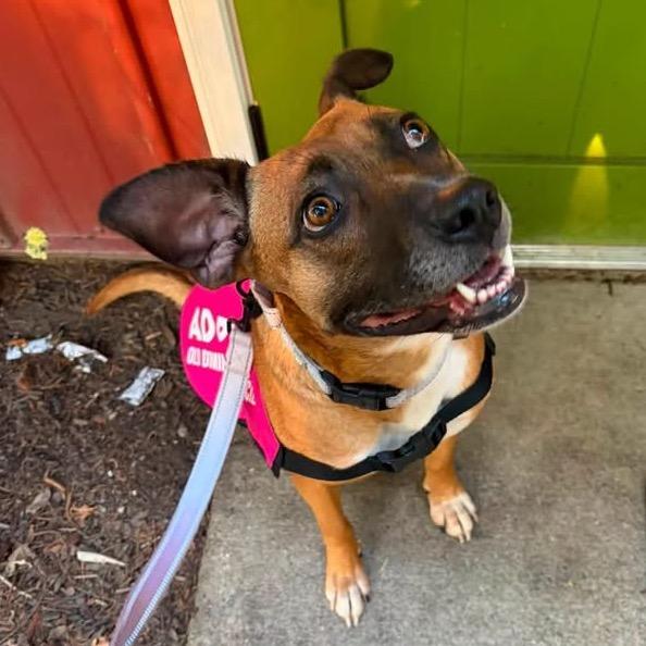 Enlarge Tilly, a Adoptable Mixed Breed in Fredericksburg, VA image 4/4