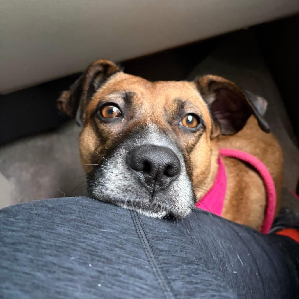 Tilly, a Adoptable Mixed Breed in Fredericksburg, VA image 5/5