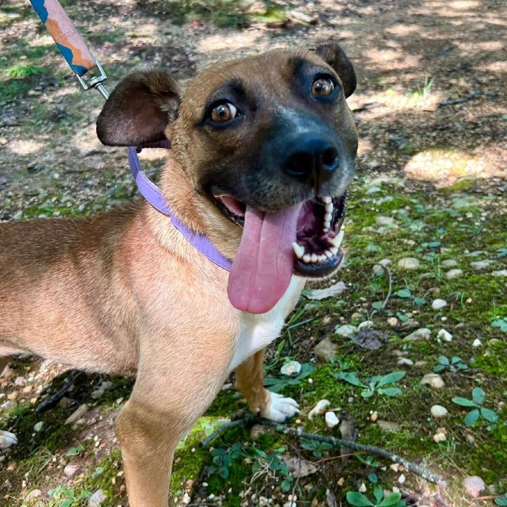 Tilly, a Adoptable Mixed Breed in Fredericksburg, VA image 5/5