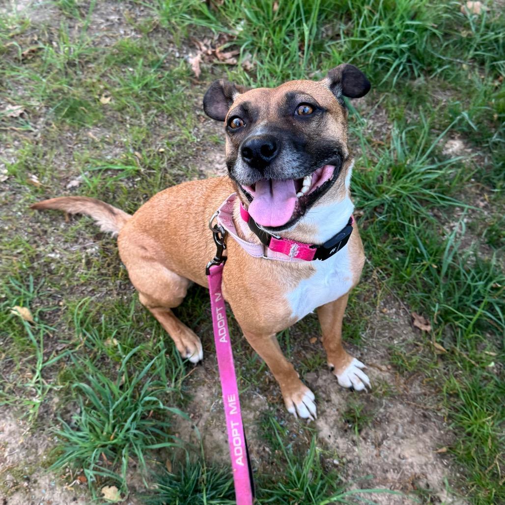 Enlarge Tilly, a Adoptable Mixed Breed in Fredericksburg, VA image 6/6