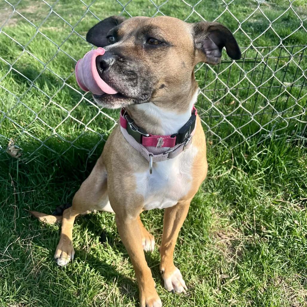 Enlarge Tilly, a Adoptable Mixed Breed in Fredericksburg, VA image 6/6