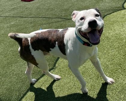Klee, Adoptable, Adult Male Pit Bull Terrier & Mixed Breed.