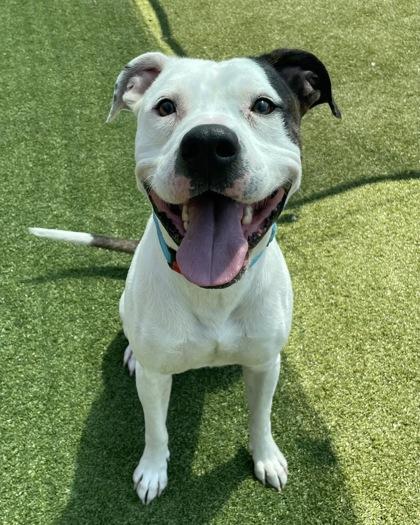 Enlarge Klee, a Adoptable mixed breed in Independence, MO image 2/3