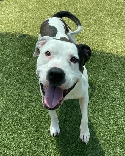 Enlarge Klee, a Adoptable mixed breed in Independence, MO image 3/3