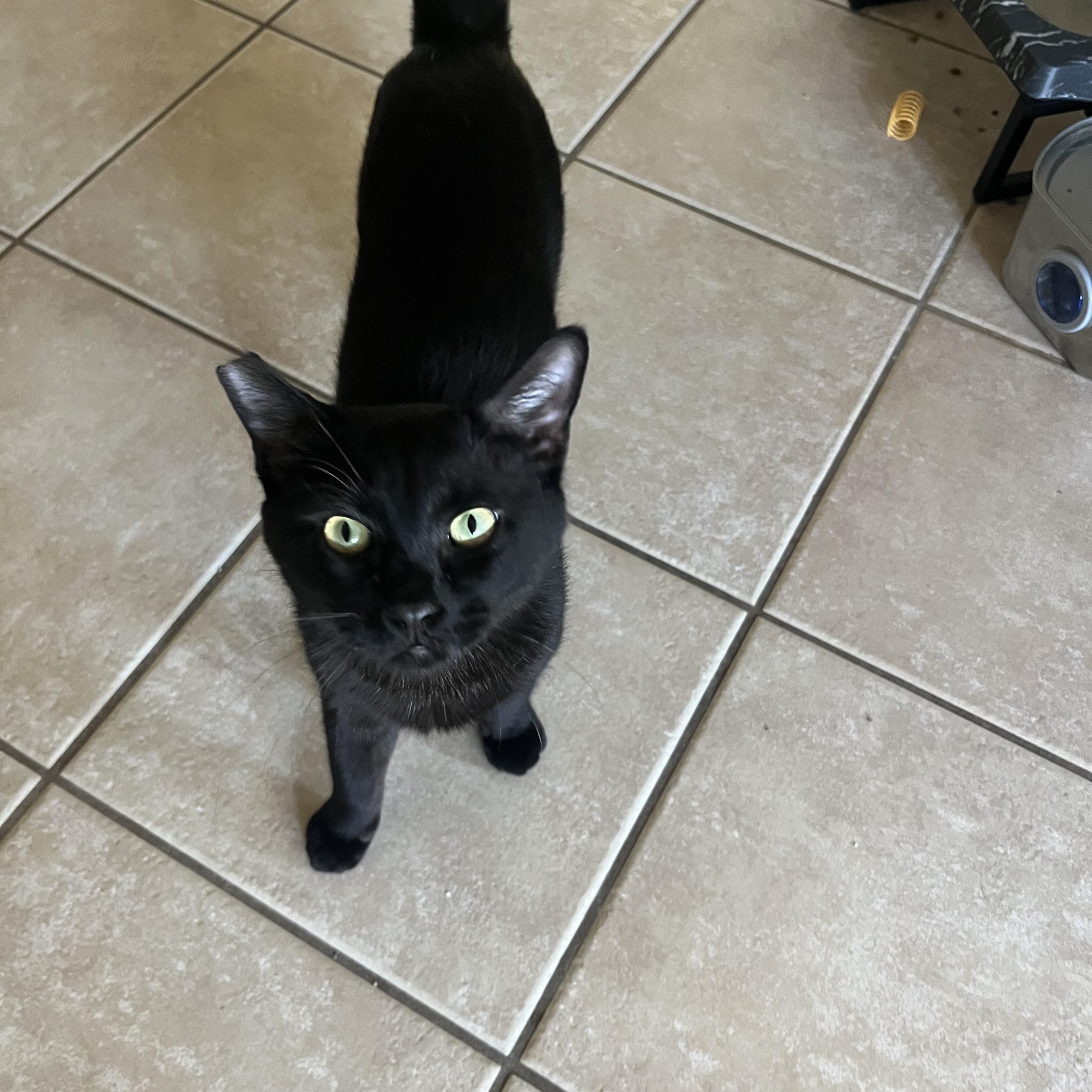 Teddy, Adoptable, Adult Male Domestic Short Hair.