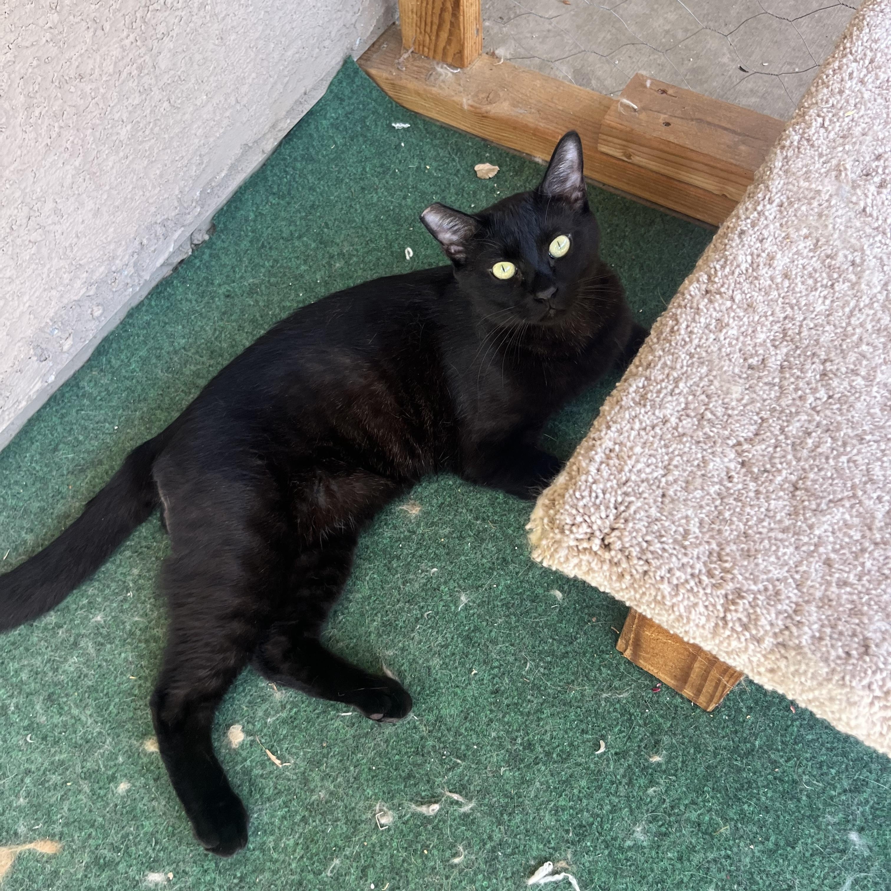 Enlarge Teddy, a Adoptable mixed breed in Sacramento, CA image 2/6