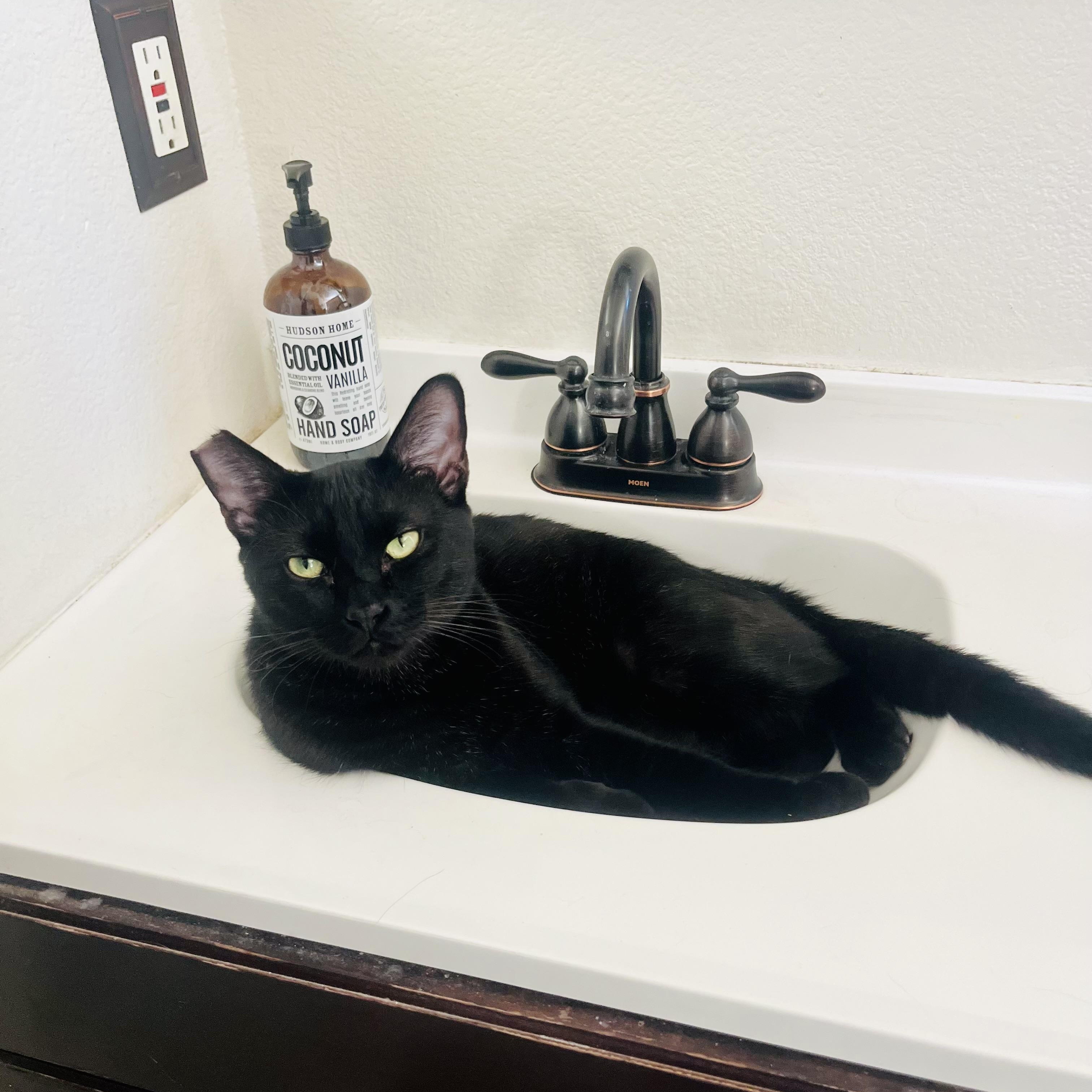 Teddy, Adoptable, Adult Male Domestic Short Hair.