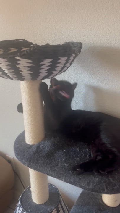 Enlarge Teddy, a Adoptable mixed breed in Sacramento, CA video 5/6