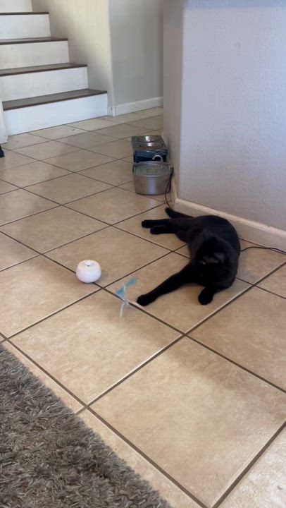 Enlarge Teddy, a Adoptable mixed breed in Sacramento, CA video 6/6