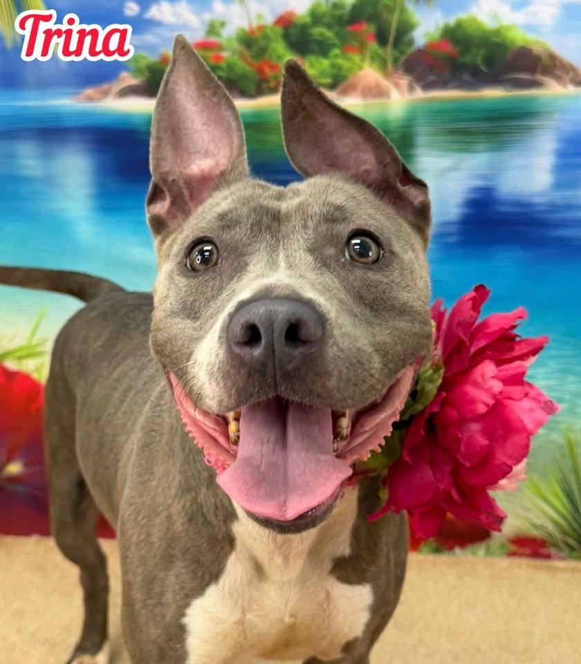Trina, adopted, Senior Female Mixed Breed.