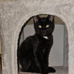 Enlarge Noir and Binx bonded kittens, a Adopted Domestic Short Hair in Enfield, CT image 1/1