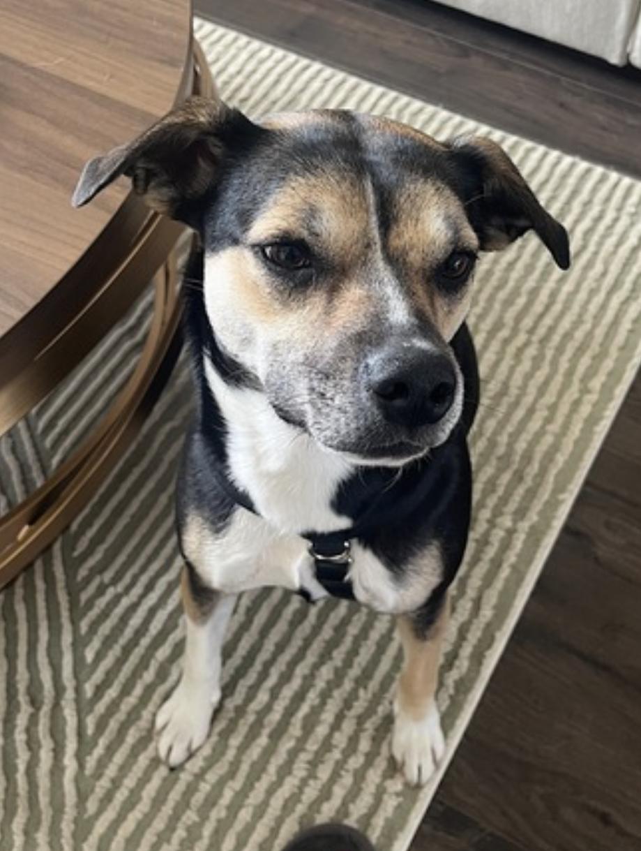 Koko — thumbnail 3