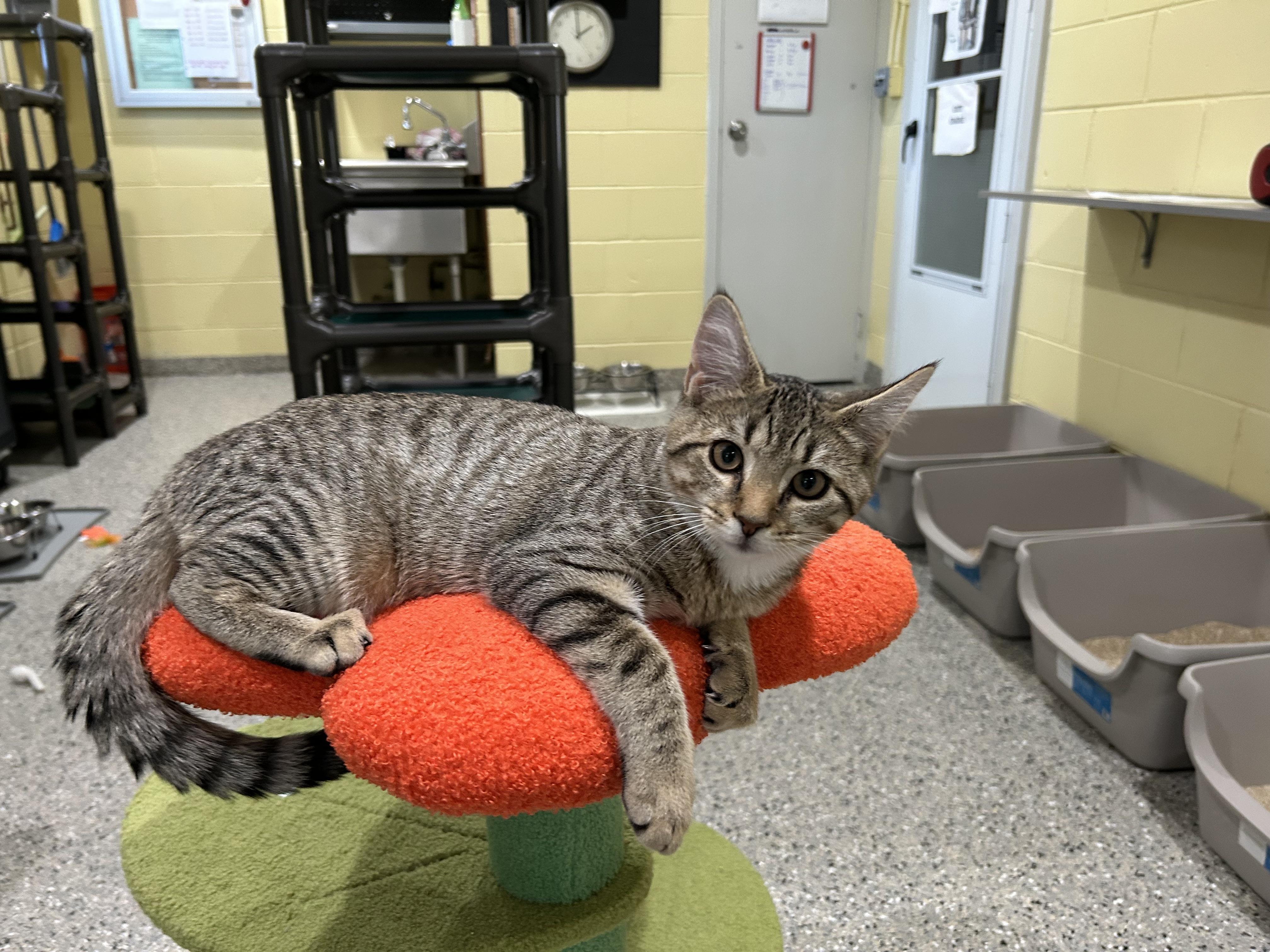 Luca, Adopted, Young Male Tabby.