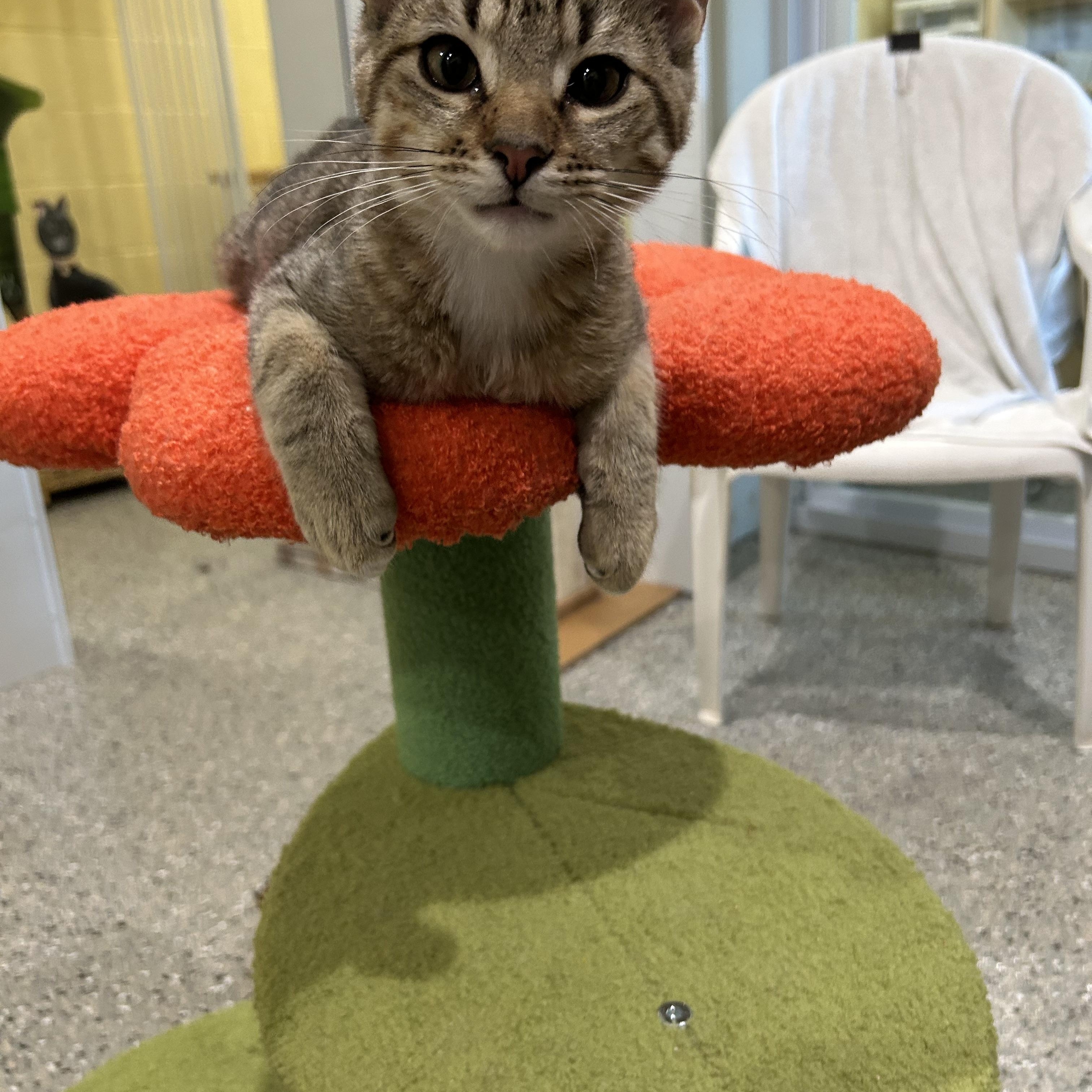 Enlarge Luca, a Adopted Tabby in Kinnelon, NJ image 3/4