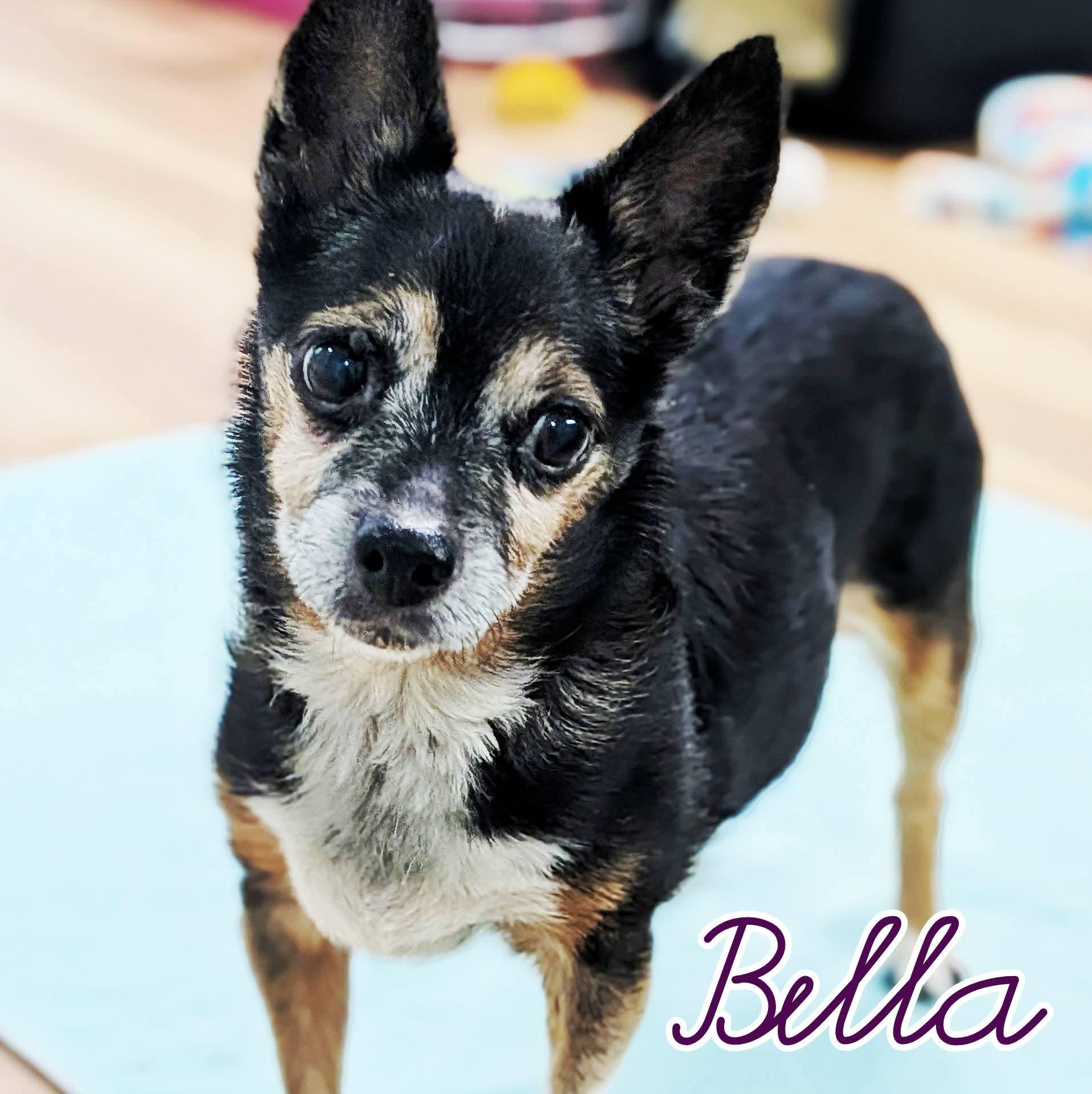 Enlarge Bella, a ADOPTABLE mixed breed in Eustis, FL image 1/1
