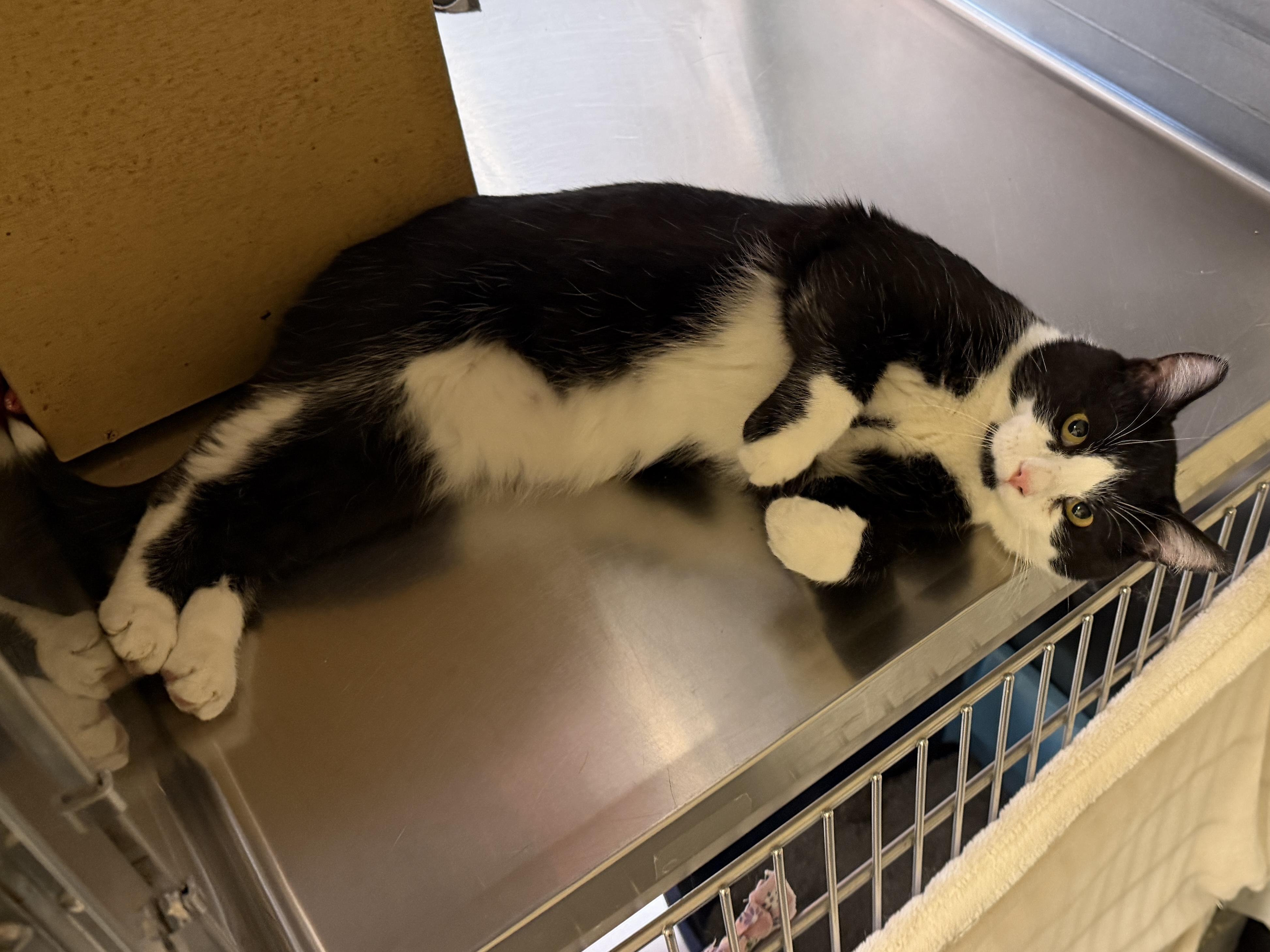 Taquito, a ADOPTABLE mixed breed in Bolingbrook, IL image 2/5