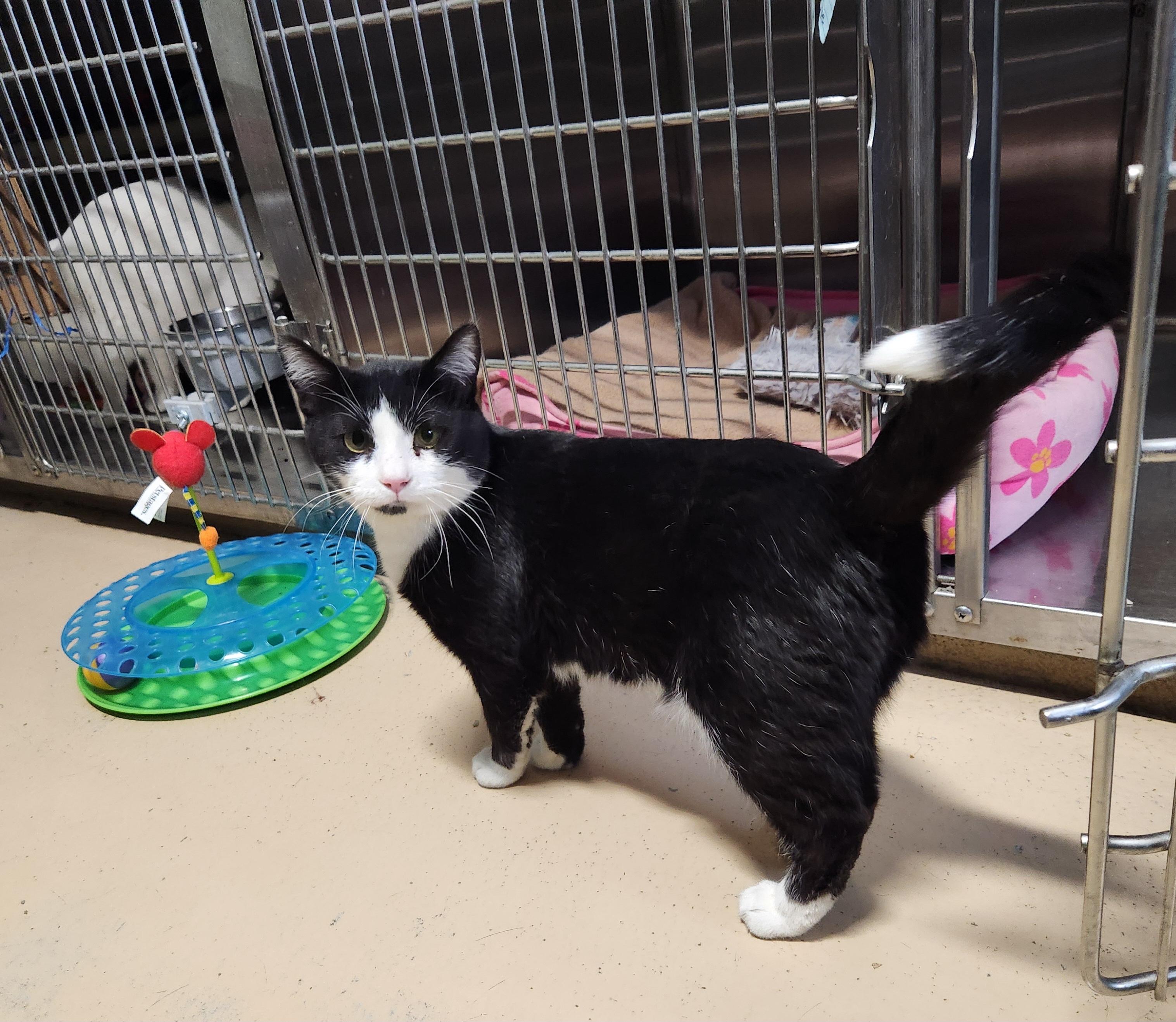 Taquito, a ADOPTABLE mixed breed in Bolingbrook, IL image 5/5