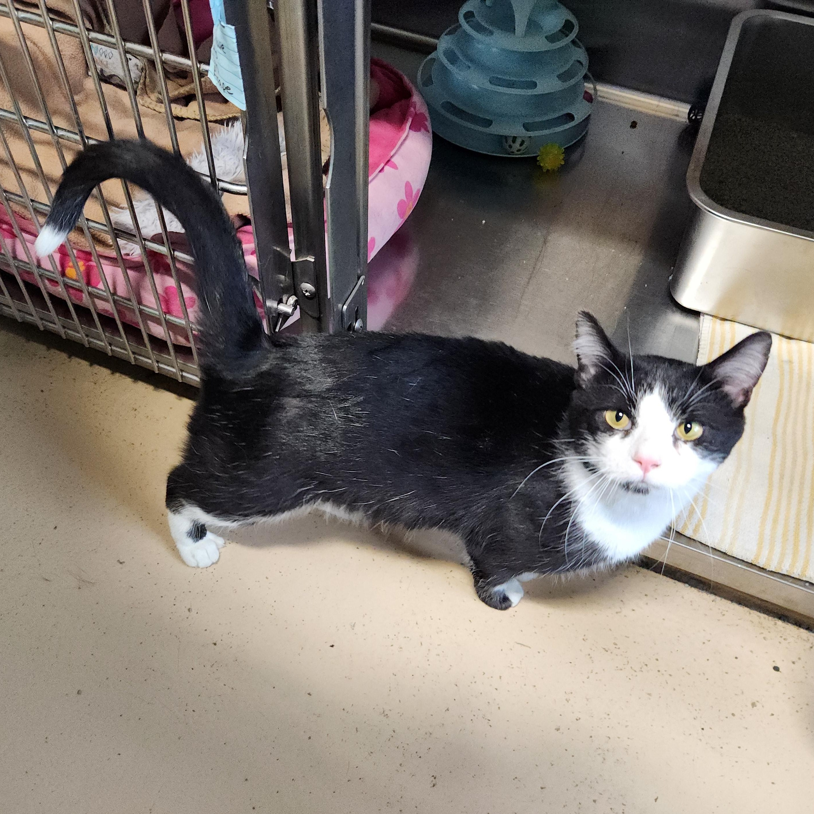 Taquito, a ADOPTABLE mixed breed in Bolingbrook, IL image 3/5