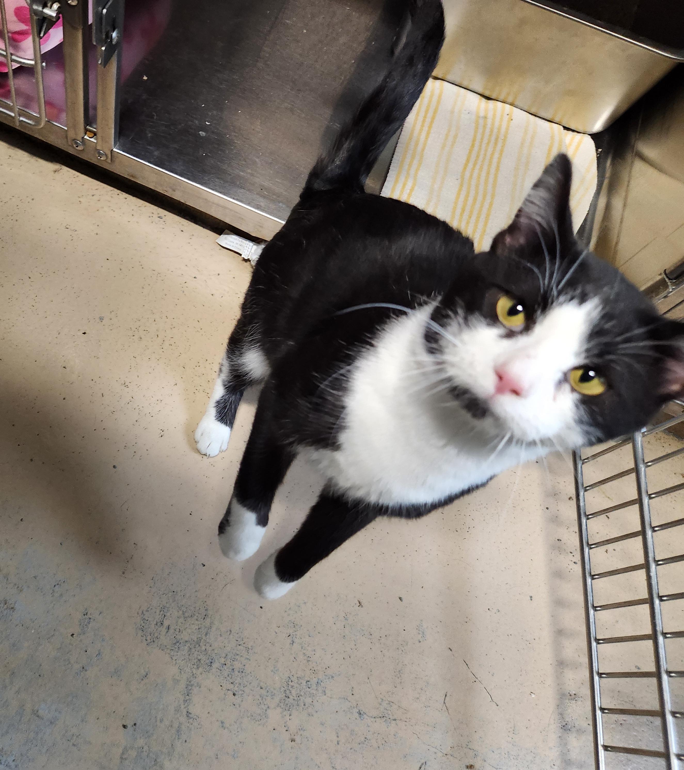 Taquito, a ADOPTABLE mixed breed in Bolingbrook, IL image 1/5